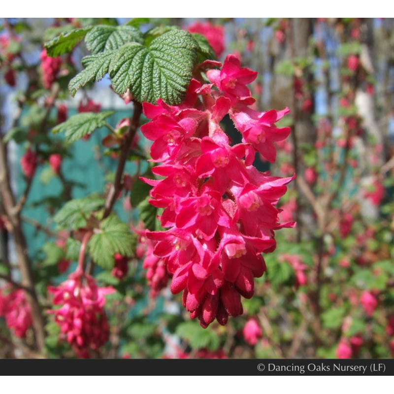 Ribes sanguineum, Flowering Currant, No shipping DE, MA, ME, MI, NC, NH, NJ, OH, RI, VA, WV