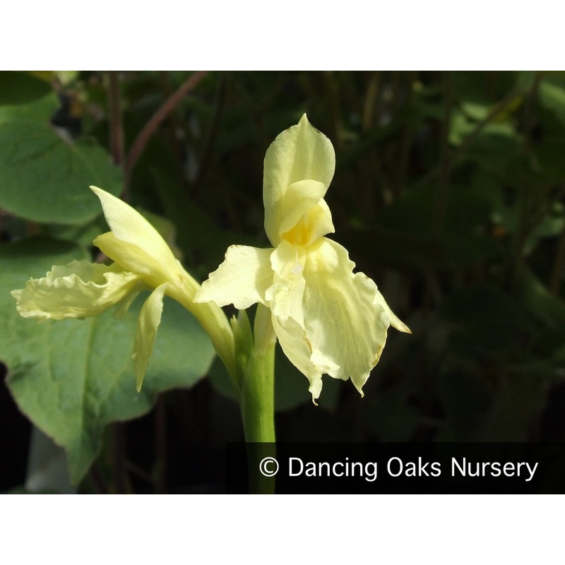 Roscoea cautleyoides|1.16 qt