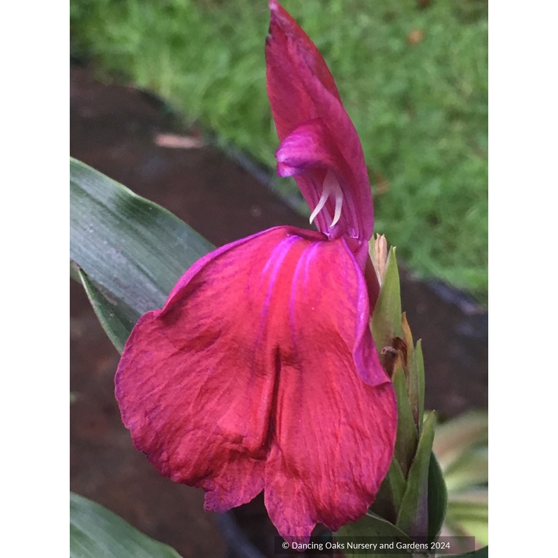 Roscoea ‘Family Jewels’ hybrids