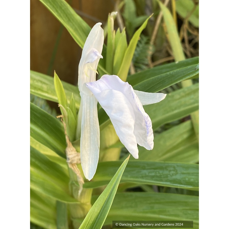 Roscoea purpurea f. alba ‘Great White’, Ginger relative