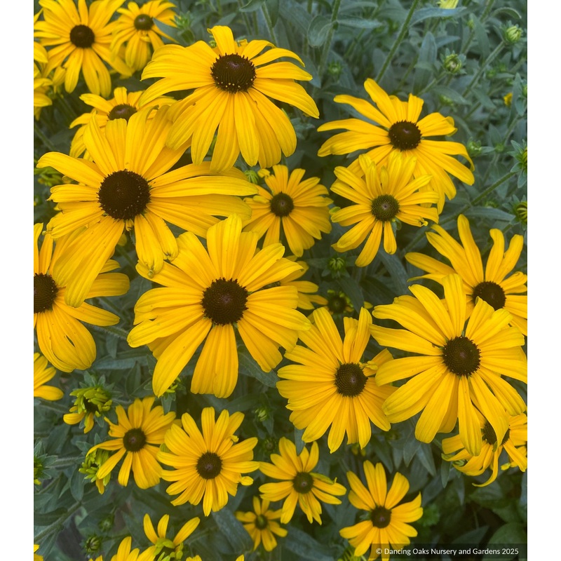 Rudbeckia ‘Glitters Like Gold’, Black Eyed Susan