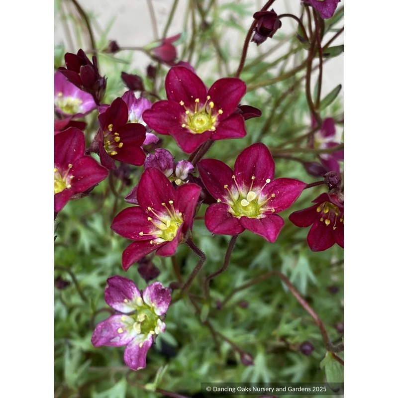 Saxifraga x arendsii Touran Scarlet, Saxifrage