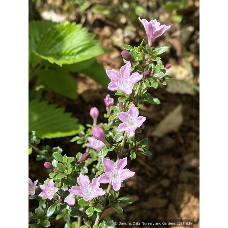 Serissa japonica Cherry Blossom, Snowrose or Tree-of-a-Thousand-Flowers