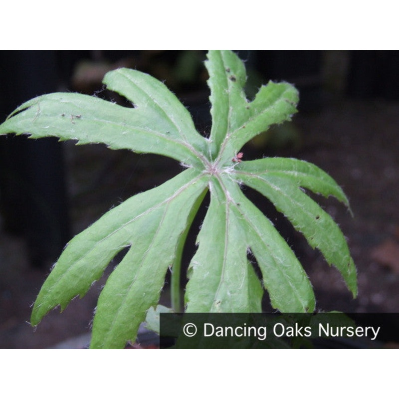 Syneilesis palmata, Shredded Umbrella