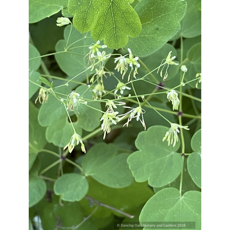 Thalictrum finetii, Chinese Meadow Rue
