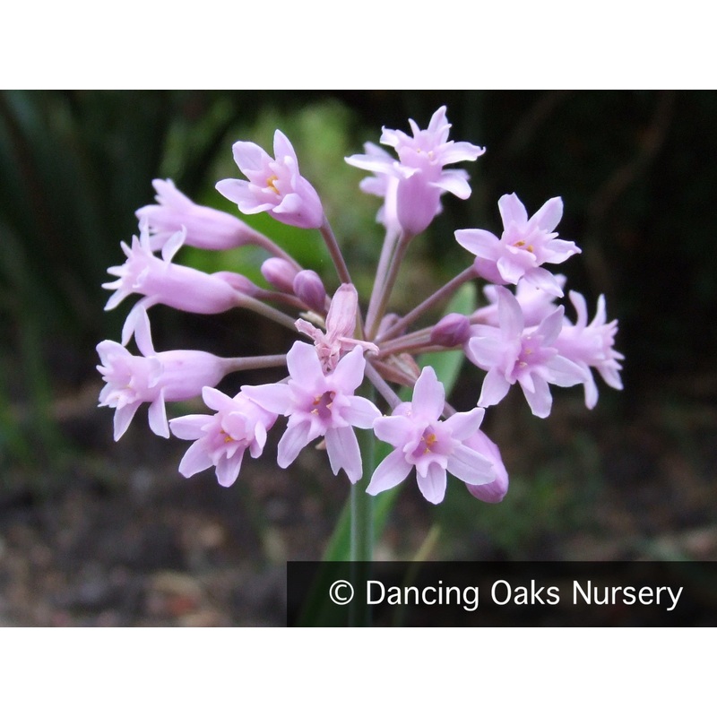 Tulbaghia simmerli, Sweet Garlic