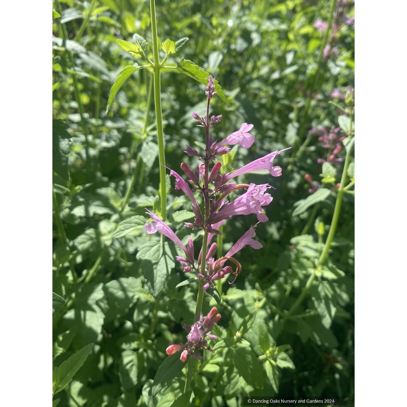 Agastache Sunrise Salmon Pink, hummingbird mint or hyssop