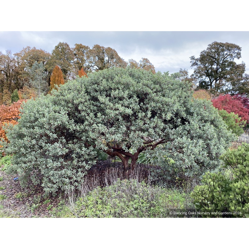 An Exploration of Manzanita