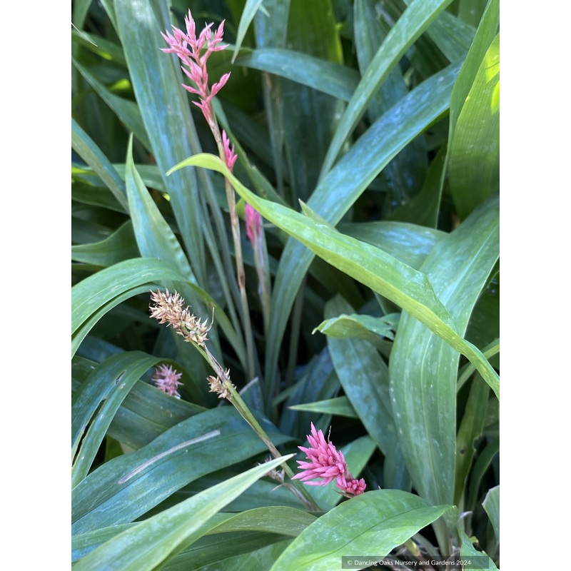 Carex scaposa, Chinese pink fairy sedge