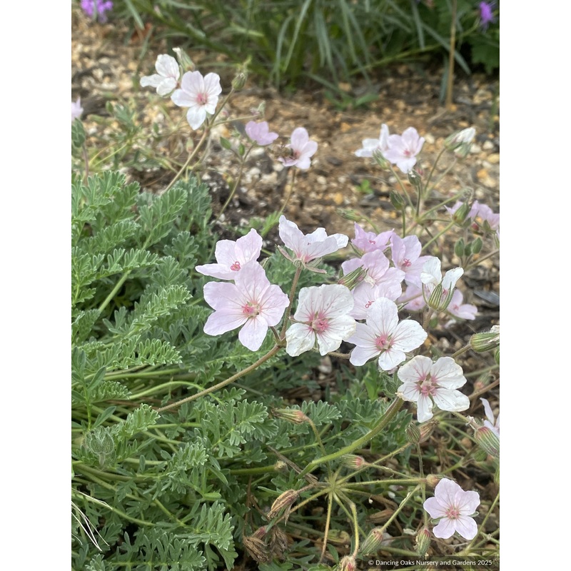 Erodium absinthoides, Heron’s Bill