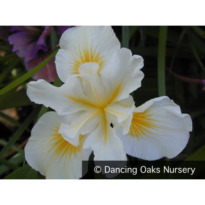 Iris Pacific Coast Hybrid ‘Canyon Snow’, Pacific Coast Iris Hybrid