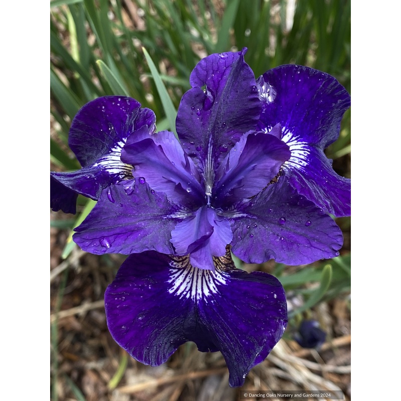 Iris siberica ‘Shirley Pope’, Siberian iris