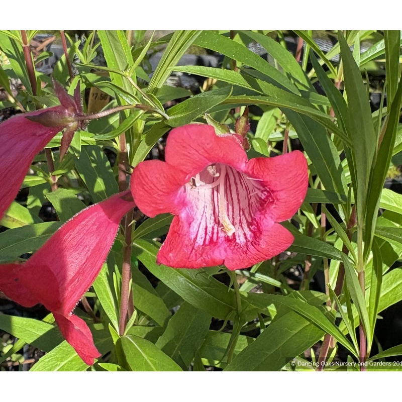 Penstemon ‘King George V’, Beard Tongue