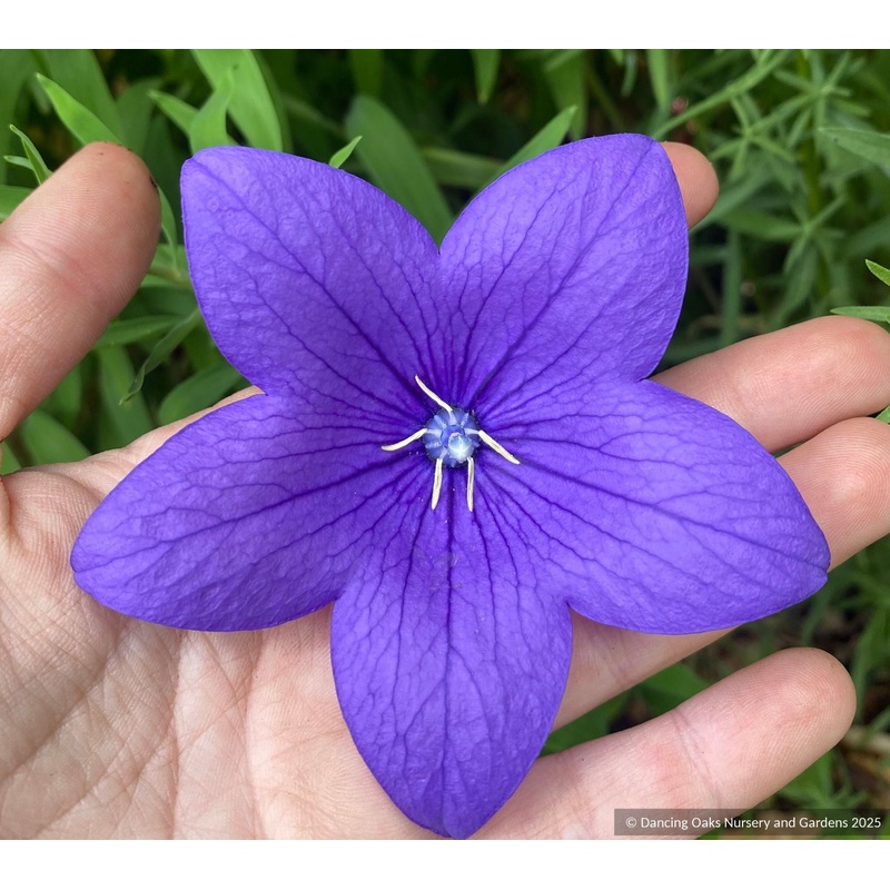 Platycodon grandiflorus ‘Pop Star Blue’, balloon flower