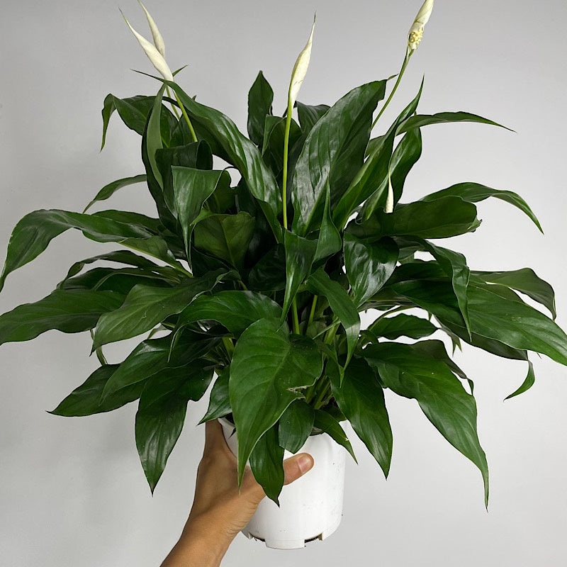 Spathiphyllum Premium Peace Lily 140mm