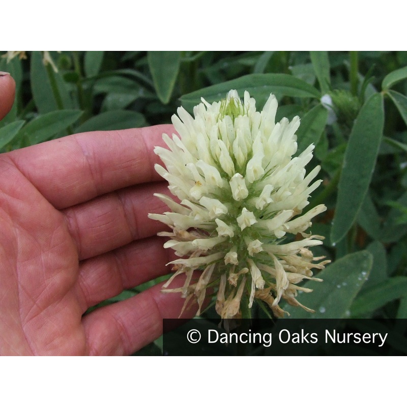 Trifolium ochroleucum, Giant Yellow Clover