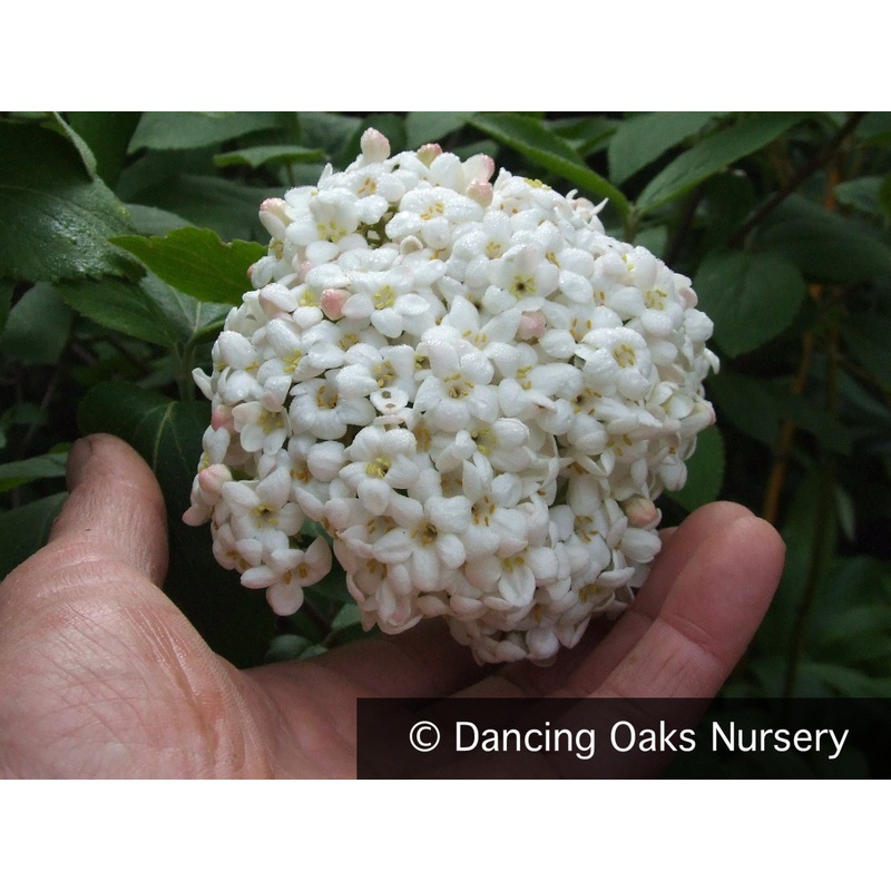 Viburnum x carlcephalum, Fragrant Snowball