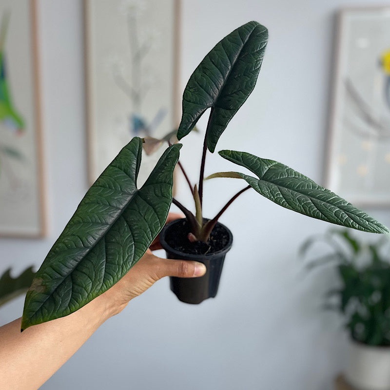 Alocasia Scalprum 90mm