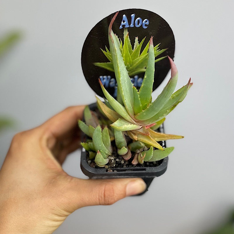 Aloe Walmsleys Blue 65mm