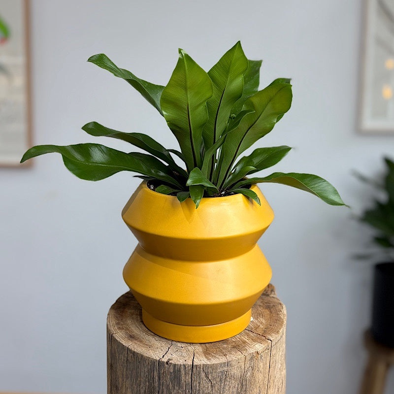 Bird’s Nest Fern in Small Hanover Pot Tobacco