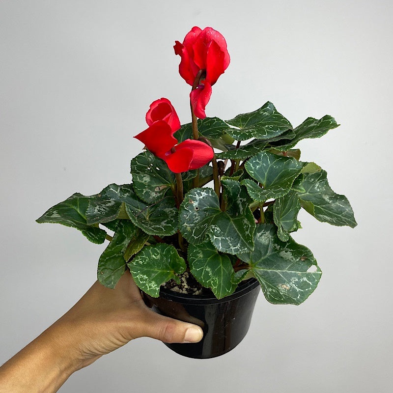 Cyclamen Fuji Red 100mm