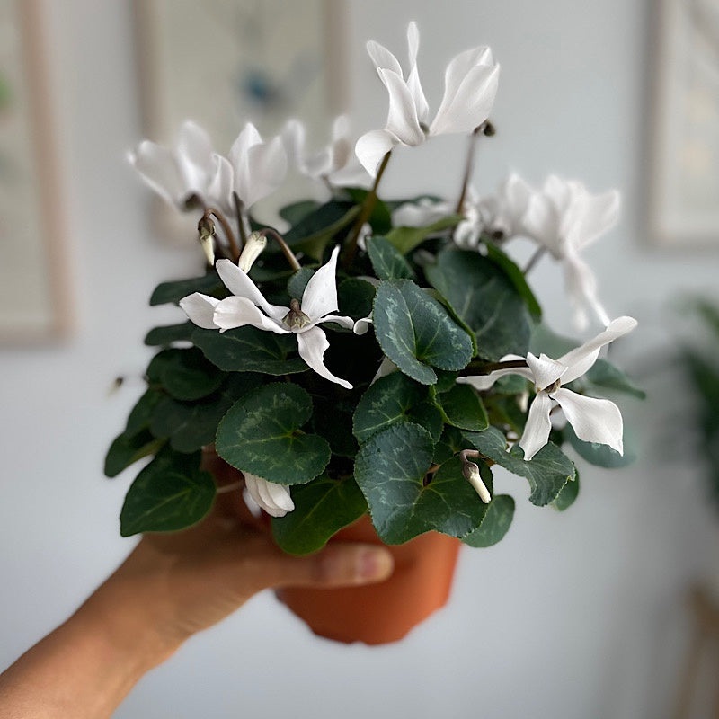Cyclamen Macro White 130mm