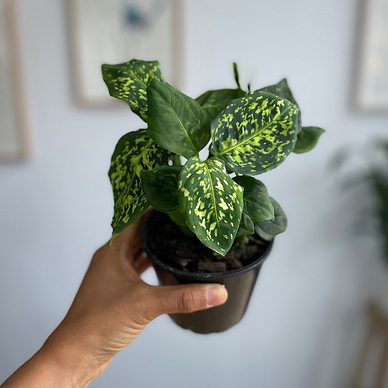 Dieffenbachia Reflector 100mm