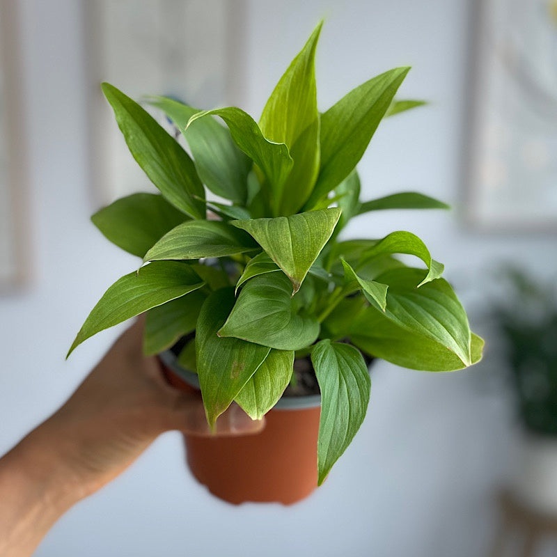 Homalomena Sunshine Gem 130mm