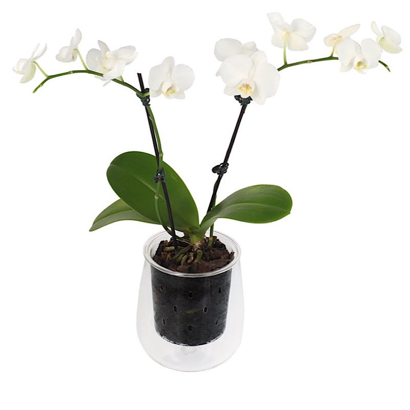 Orchid Vent Glass Tall Pot