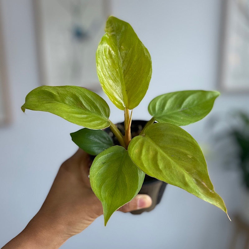 Philodendron Golden Melinonii 100mm