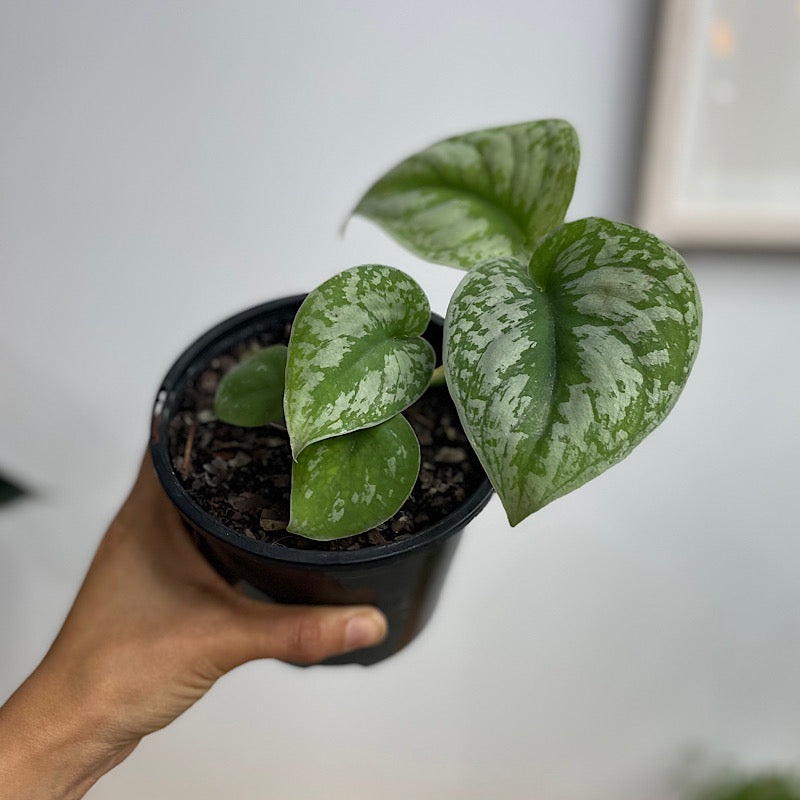 Scindapsus Pictus Exotica Satin Pothos 130mm