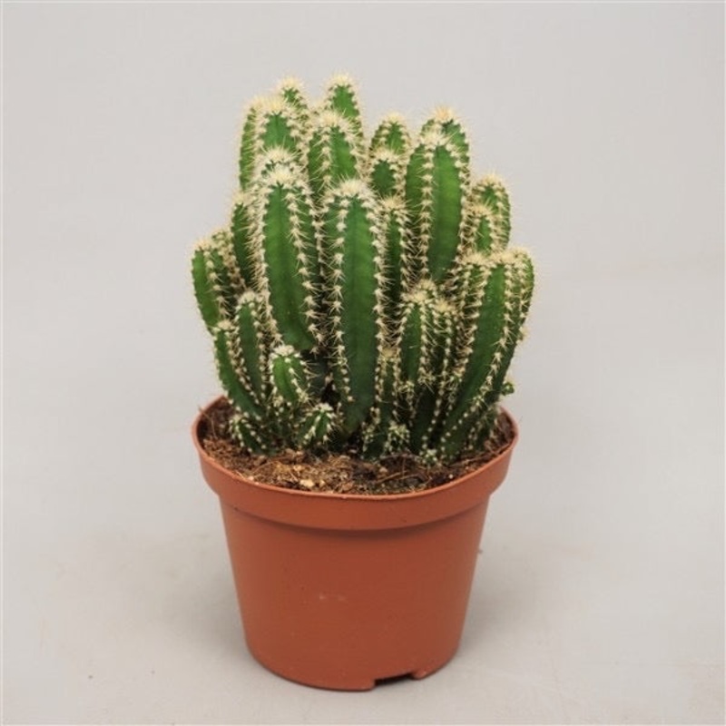 Cereus Florida, 8cm Pot