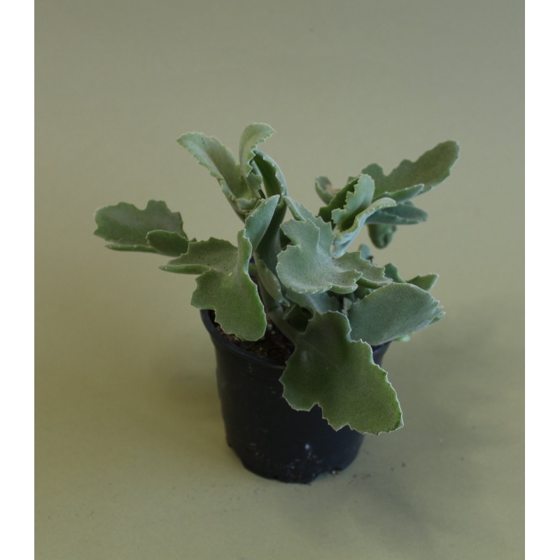 Kalanchoe Beharensis|4-inch