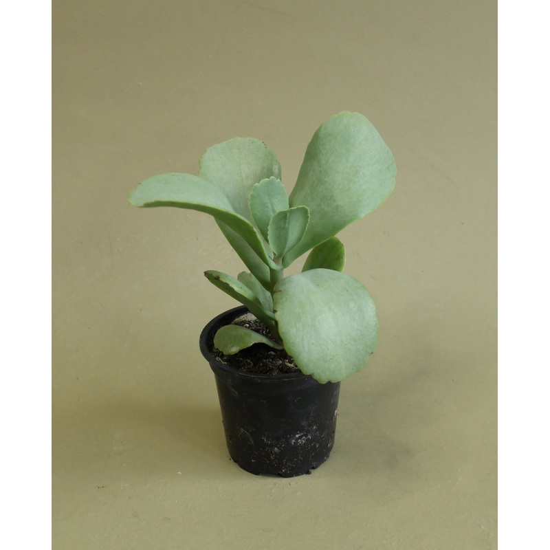Kalanchoe Marmorata|4-in