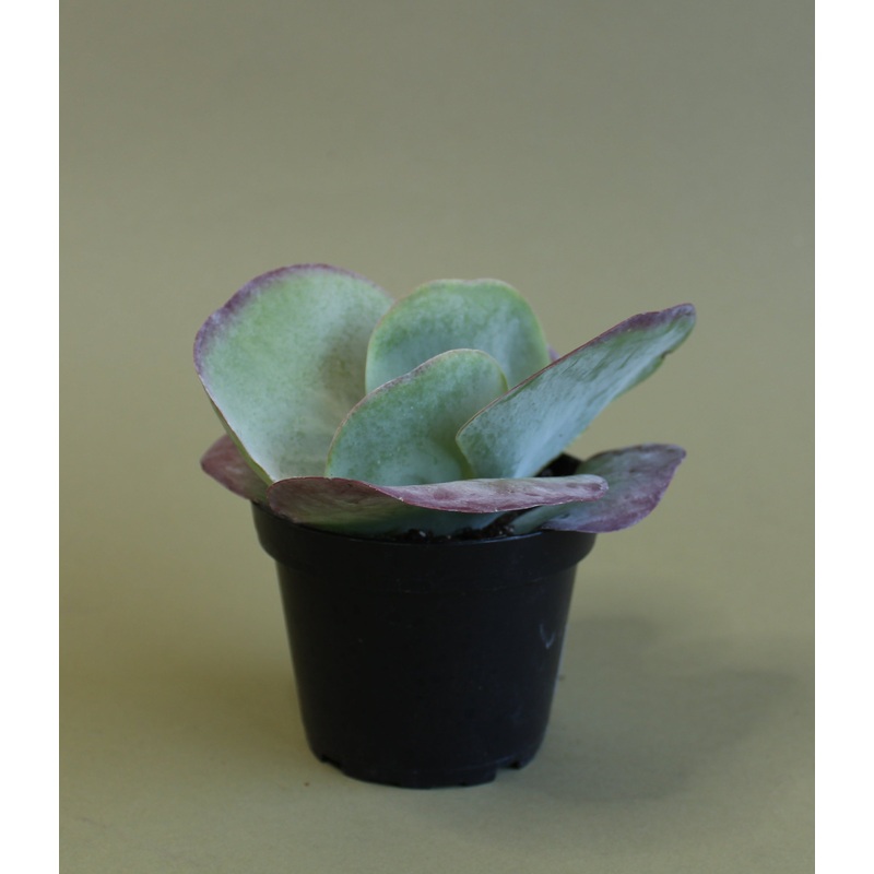 Kalanchoe Thyrsiflora | Paddle Plant
