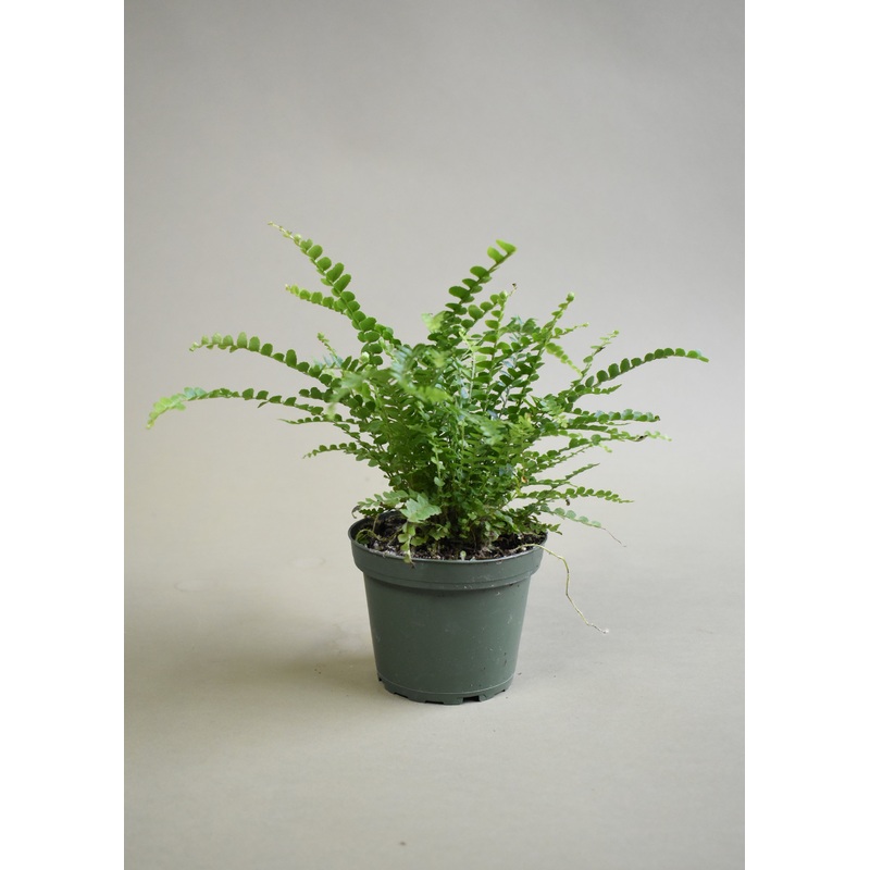 Lemon Button Fern|4-inch|6-inch|2-inch