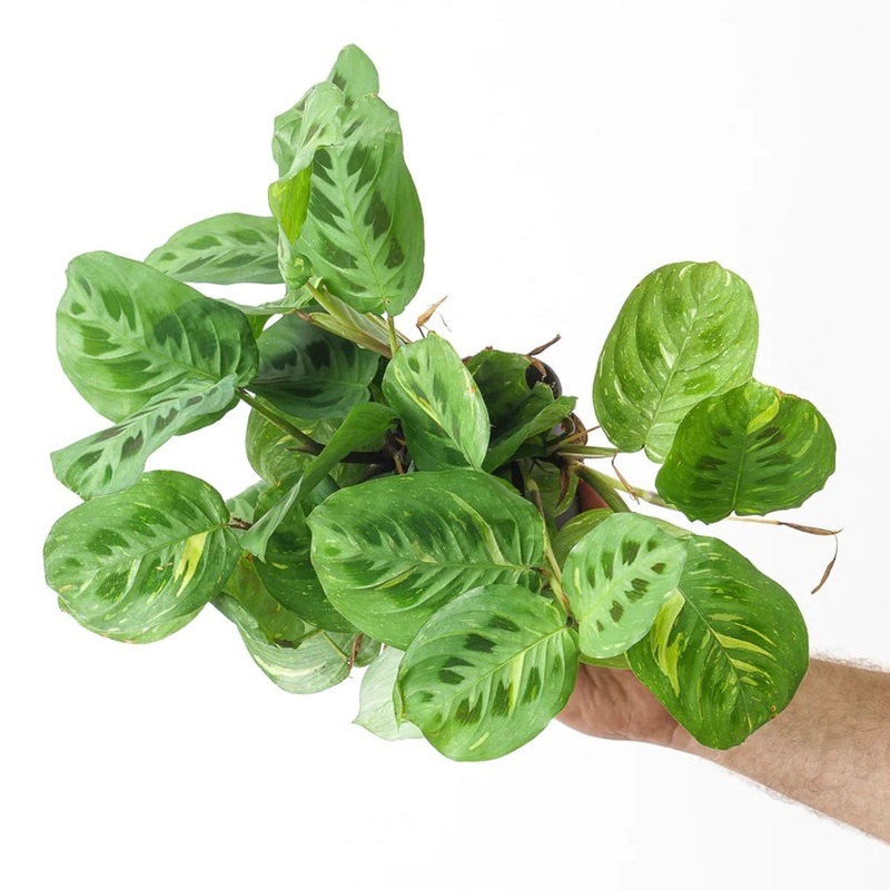 Maranta Variagated, 12cm Pot