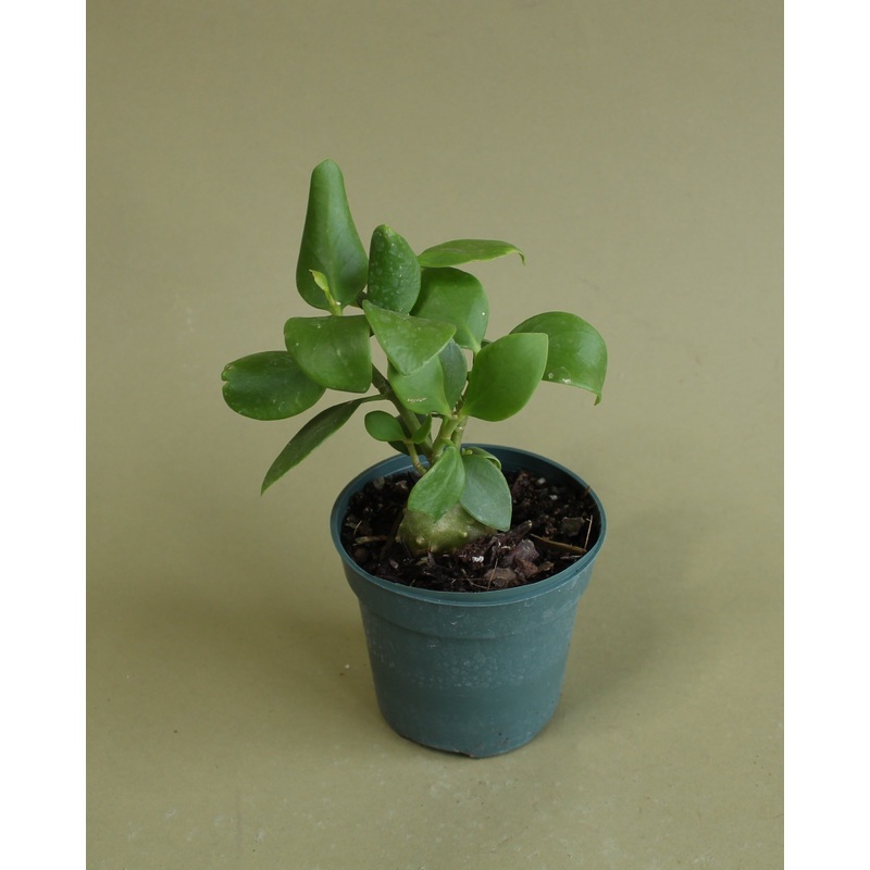 Myrmecodia Beccori Ant Plant|4-inch