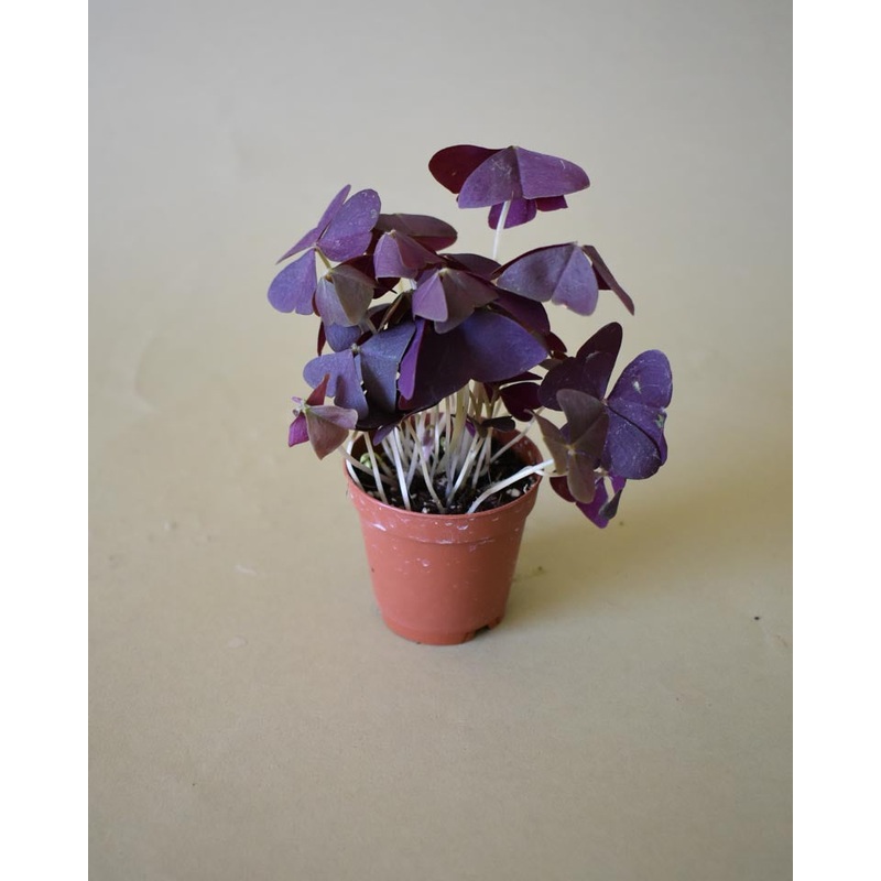 Oxalis Purple Shamrock|6-inch|2-inch|4-inch