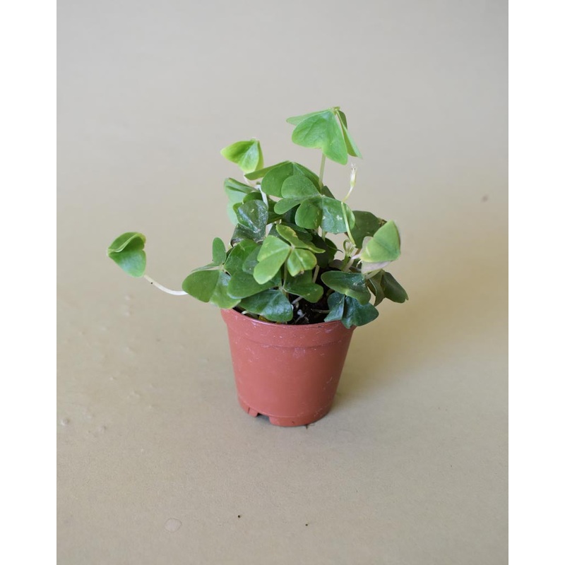 Oxalis Regnelii (Green Shamrock)