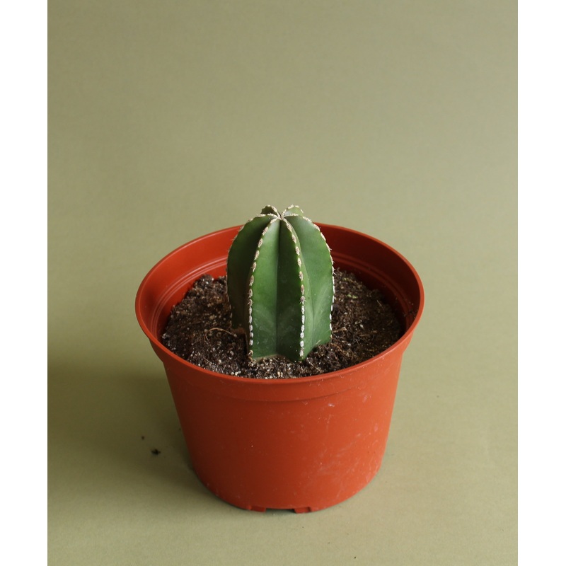Pachycereus Marginatus|6-inch