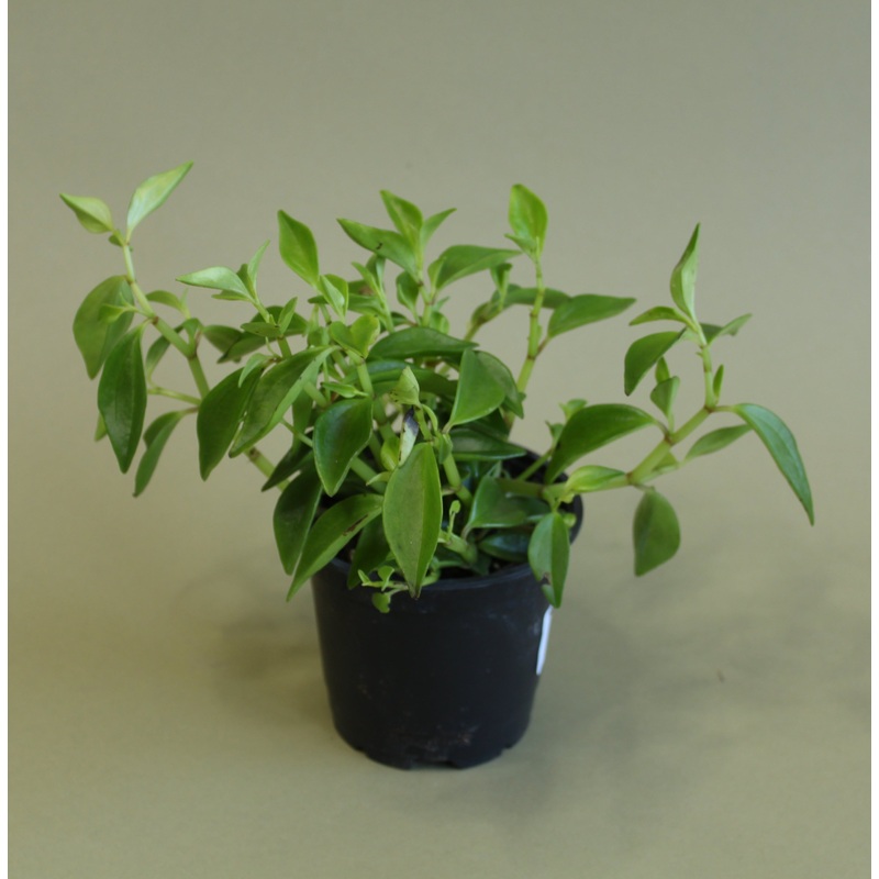 Peperomia Amigo Marcello|4-inch