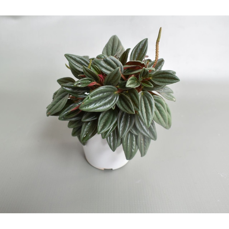 Peperomia caperata ‘Rosso’|4-inch|2-inch