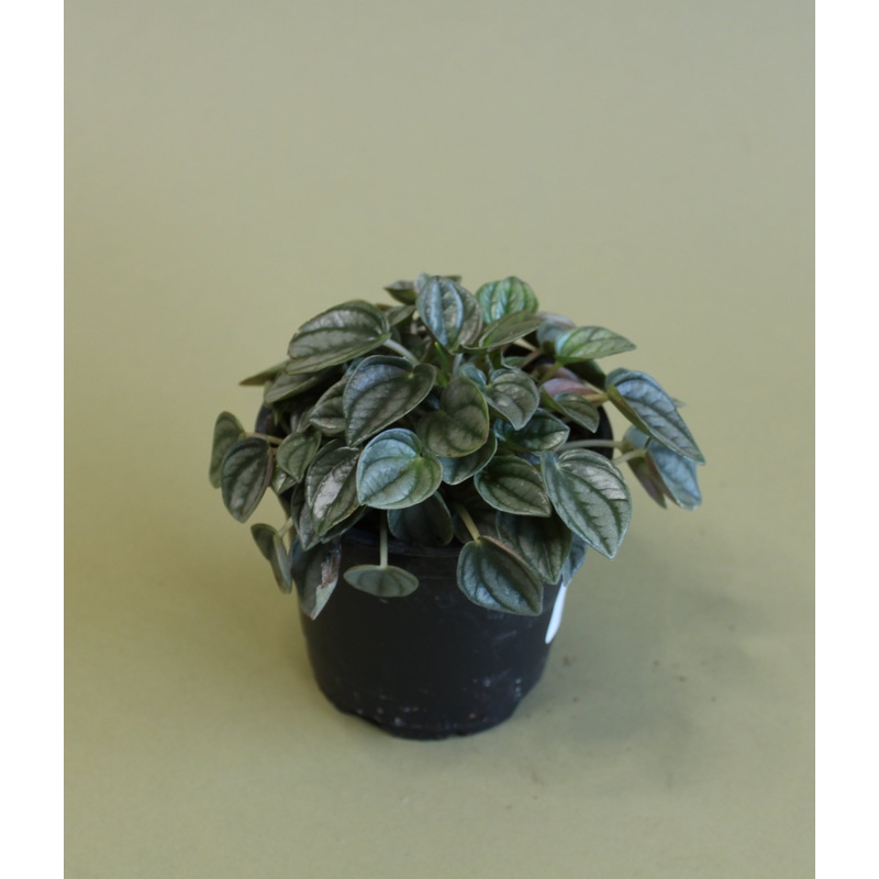 Peperomia Napoli Nights|4-inch|2-inch