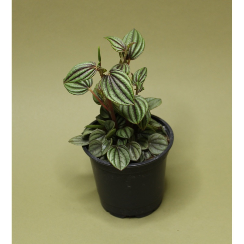 Peperomia Peacock|4-inch|2-inch