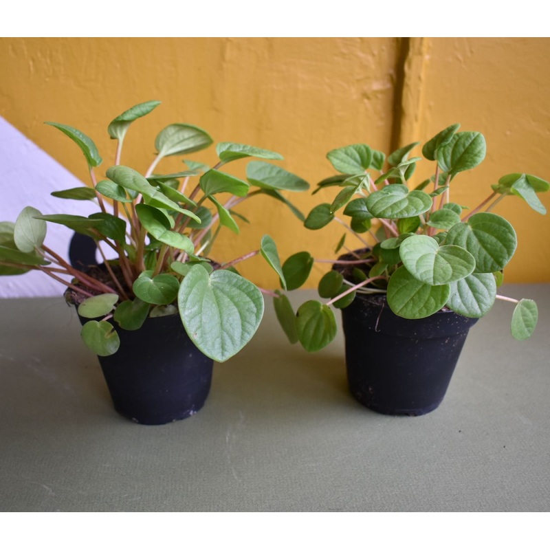 Peperomia Rana Verde|4-inch