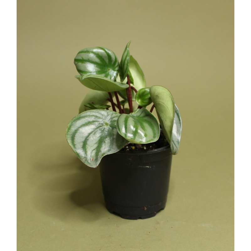 Peperomia Watermelon|2-inch|4-inch|6-inch