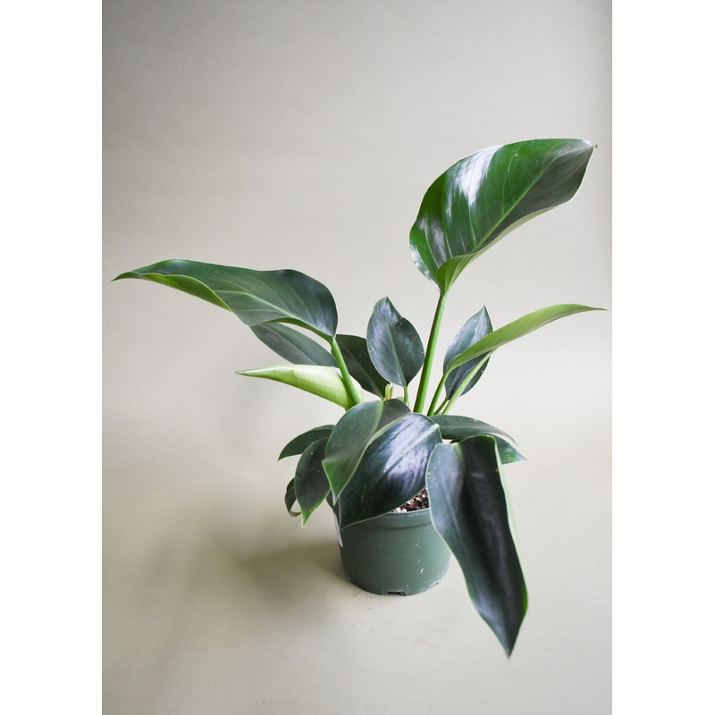 Philo Congo Green|10-inch|6-inch|4-inch|8-inch