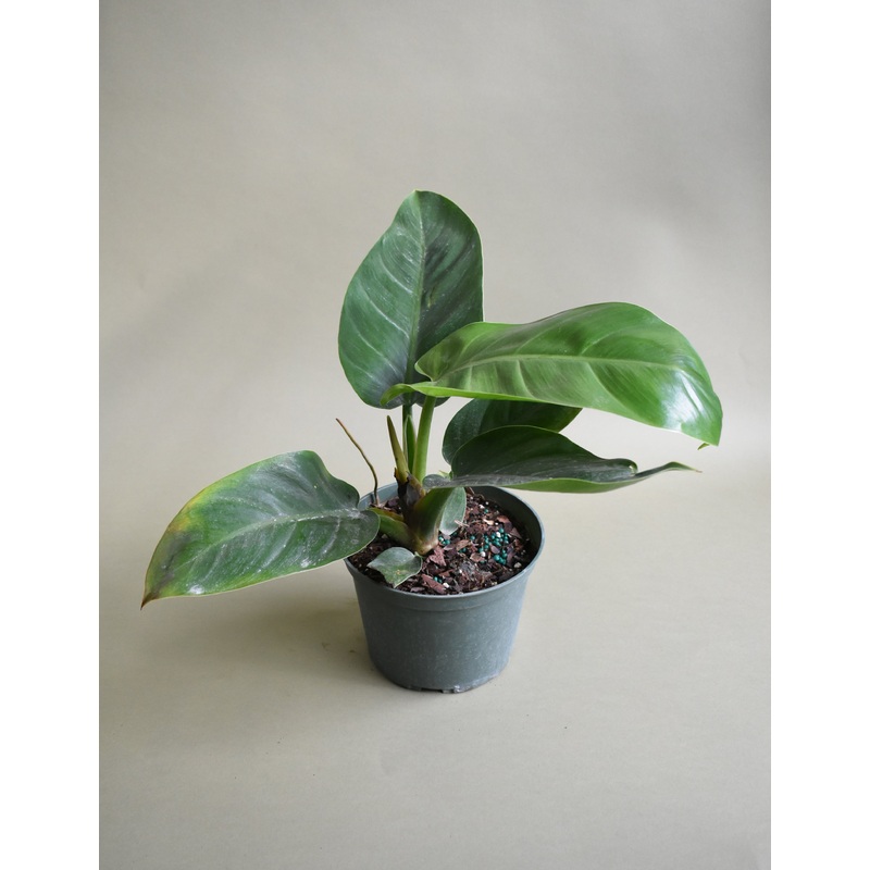 Philodendron Imperial Green|6-inch