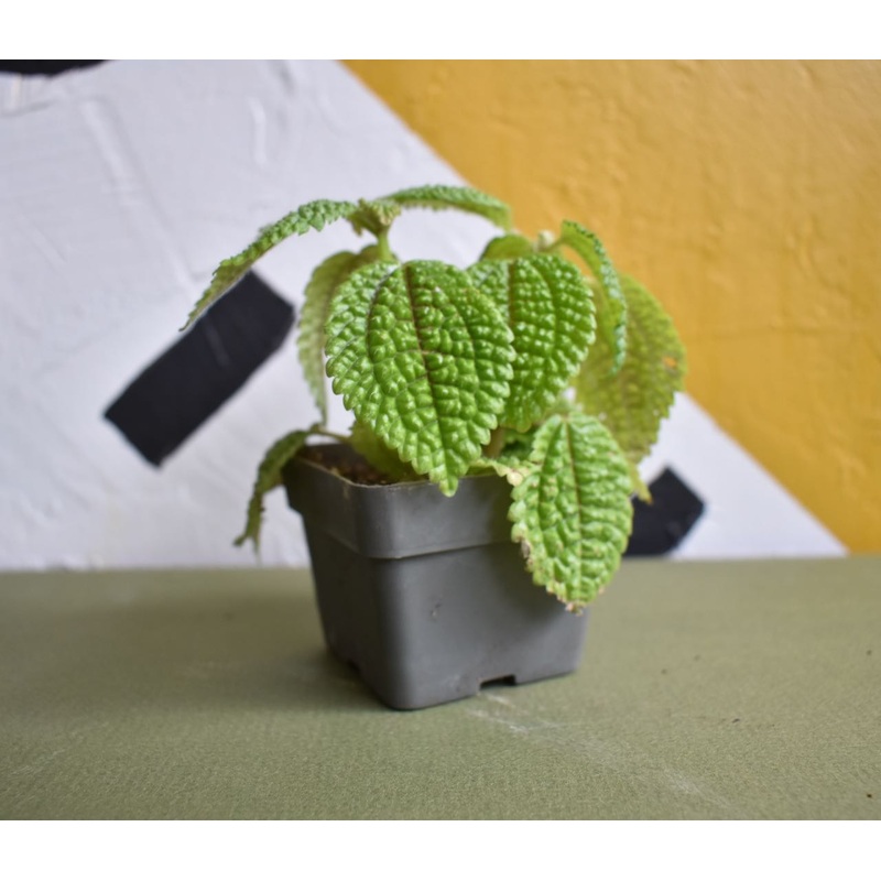Pilea Moon Valley|4-inch|2-inch